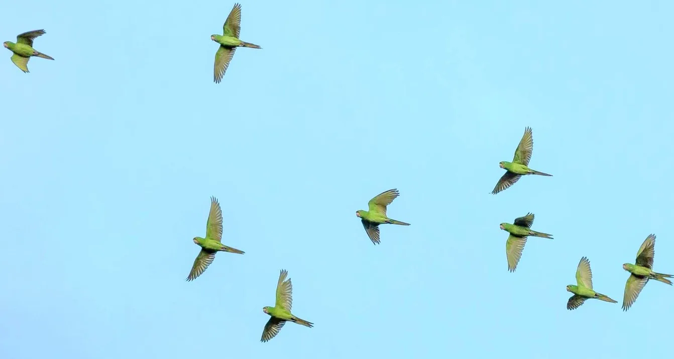 Schwarm grüner Papageien im Flug über Felicitas