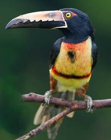 Tukan auf einem Ast auf Felicitas