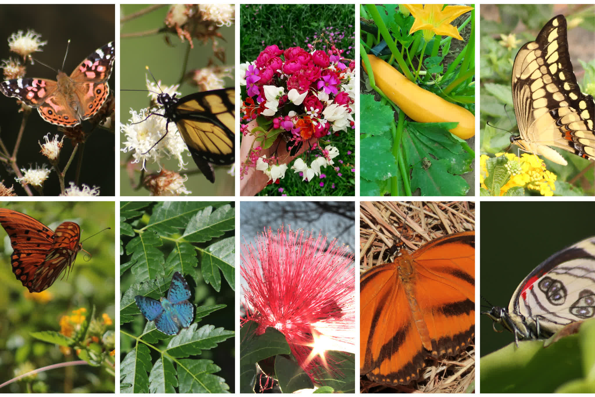 Blumen und Schmetterlinge – 