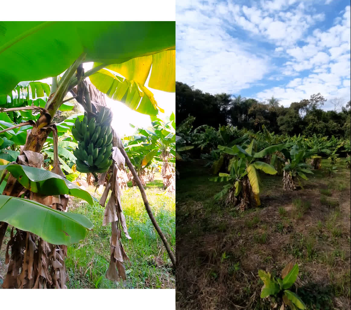 Bananenfeld – 