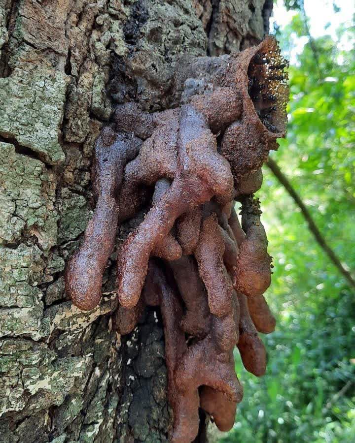 Stachelose Bienen – 