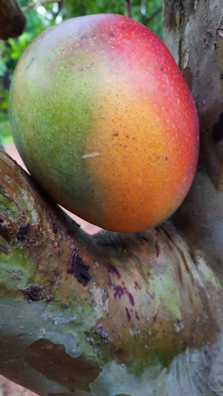 Mango Paraguay Criollo