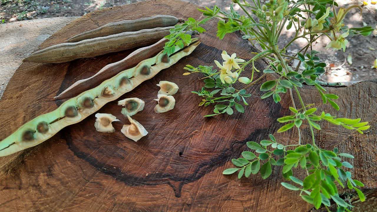 Moringa auf Felicitas